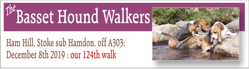 Basset Houd Walkers Ham Hill